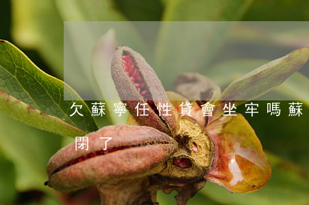 欠蘇寧任性貸會坐牢嗎(蘇寧任性貸是不是倒閉了)