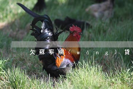 欠蘇寧網(wǎng)貸幾萬