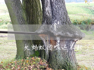 欠蚂蚁借呗还不起了(支付宝借呗还不起)