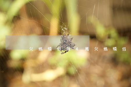 欠螞蟻借唄4萬(欠螞蟻借唄4萬)
