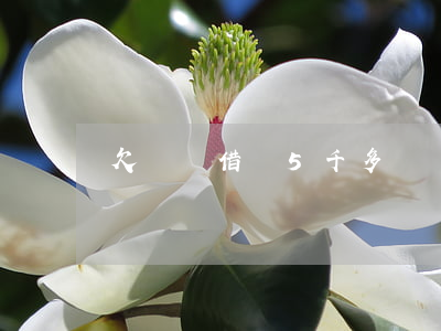 欠螞蟻借唄5千多還沒還怎么辦-