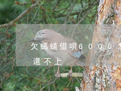 欠螞蟻借唄6000怎么辦(借唄欠6000還不上)
