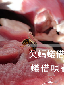 欠螞蟻借唄暫時(shí)還不起怎么辦(螞蟻借唄暫時(shí)還不上怎么辦)