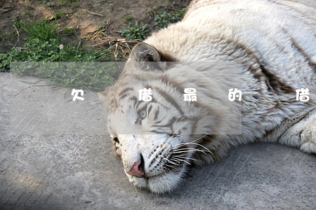 欠螞蟻借唄最長的(螞蟻借唄最多)
