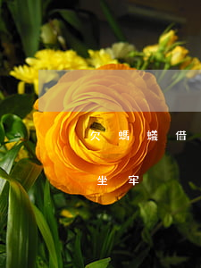 欠螞蟻借唄真正坐牢(支付寶借唄欠款多少要坐牢)