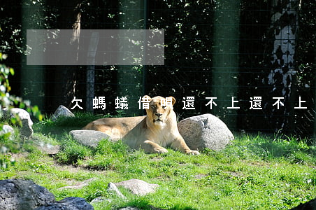 欠螞蟻借唄還不上(還不上螞蟻借唄怎么辦)
