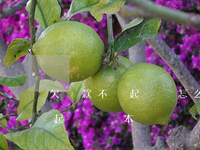 欠貨款不還起訴書怎么寫(怎樣寫欠款不還的起訴書樣本)
