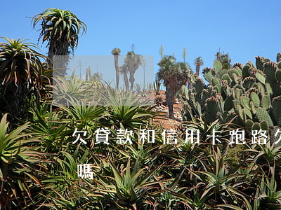 欠貸款和信用卡跑路(欠信用卡跑路會被通緝嗎)