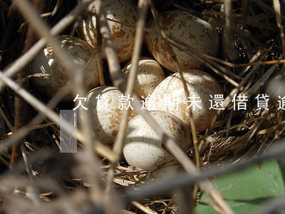欠貸款逾期未還(借貸逾期未還)