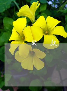 欠貸款還不起咯(欠貸款還不起咯會坐牢嗎)