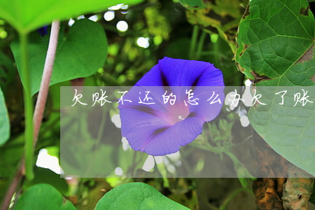 欠账不还的怎么办(欠了账还不起了怎么办)
