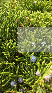 欠贷拍拍贷越期可以减息吗