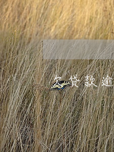 欠贷款逾期多少年才能贷(贷款欠息算逾期吗)