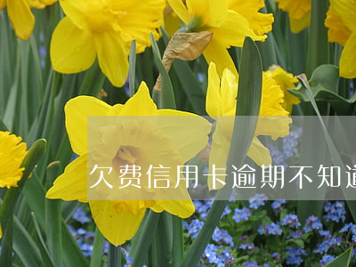 欠费信用卡逾期(不知道哪张信用卡逾期了)