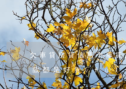 欠車貸房貸信用卡(車貸房貸消費貸信用卡欠款都是好負(fù)債)