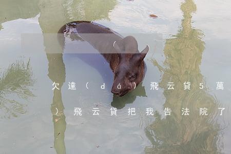 欠達(dá)飛云貸5萬下律師函(達(dá)飛云貸把我告法院了)