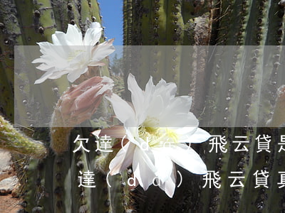 欠達(dá)飛云貸是刑事責(zé)任么(達(dá)飛云貸真的會(huì)起訴嗎)
