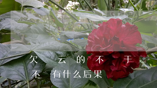 欠達飛云貸的錢不還屬于詐騙嗎(達飛云貸錢不還有什么后果)
