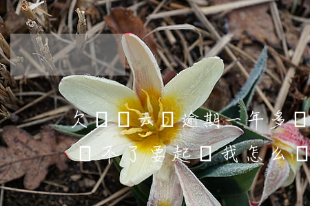 欠達飛云貸逾期一年多(達飛云貸逾期一年多還不了要起訴我怎么辦)