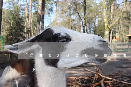 欠還唄2000多塊錢(還唄5000利息多少)