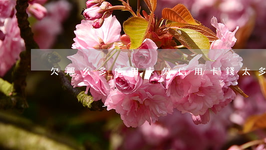 欠那么多信用卡(欠信用卡錢太多怎么上岸)