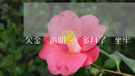 欠金條逾期一個多月了會坐牢嗎-