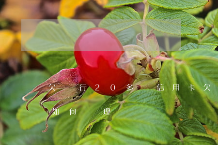 欠銀行20多萬信用卡(欠20萬信用卡,銀行如何處理)