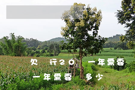 欠銀行20萬一年需要還多少(欠銀行20萬一年需要還多少)