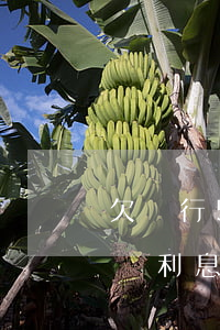 欠銀行5萬(wàn)三十年沒(méi)還利息要多少-欠銀行5萬(wàn)三十年沒(méi)還利息要多少錢(qián)呢