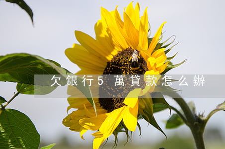 欠銀行5萬貸款怎么辦