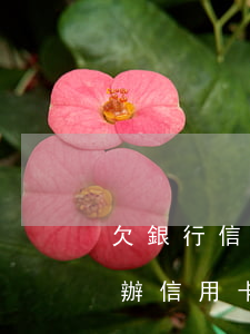 欠銀行信用卡20多萬(wàn)還不上咋辦(信用卡欠二十萬(wàn)還不起怎么辦)
