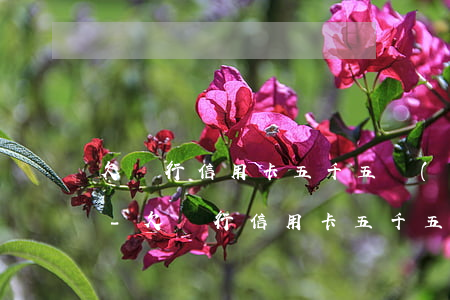 欠銀行信用卡五千五會(huì)被起訴嗎-欠銀行信用卡五千五會(huì)被起訴嗎知乎