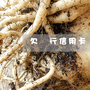 欠銀行信用卡幾個月沒還錢