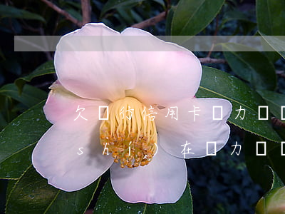 欠銀行信用卡無力償還怎么辦(欠信用卡實(shí)在無力償還怎么辦)