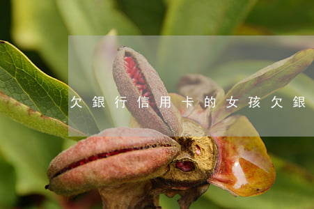 欠銀行信用卡的女孩(欠銀行信用卡的女孩)