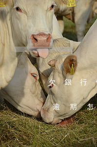 欠銀行信用卡逾期了怎么辦理(欠銀行信用卡逾期怎么處理)