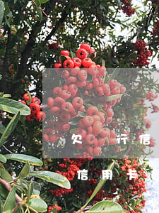 欠銀行信用卡逾期多久會(huì)被起訴（信用卡逾期被起訴立案需要幾天）
