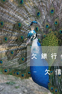 欠銀行信用卡還不上可以坐飛機(jī)嗎-欠信用卡還不上能坐飛機(jī)嗎