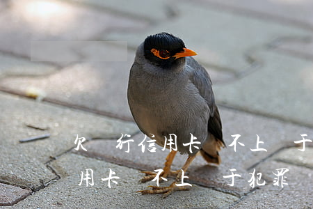 欠銀行信用卡還不上屬于犯罪嗎-欠銀行信用卡還不上屬于犯罪嗎怎么辦