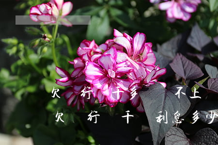 欠銀行兩千多萬還不上會(huì)坐牢嗎（欠銀行兩千萬利息多少）