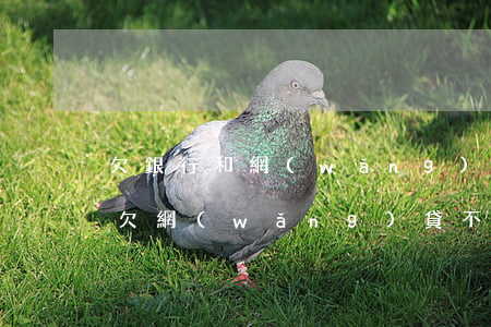 欠銀行和網(wǎng)貸還不上會坐牢嗎(欠網(wǎng)貸不還要坐牢嗎)
