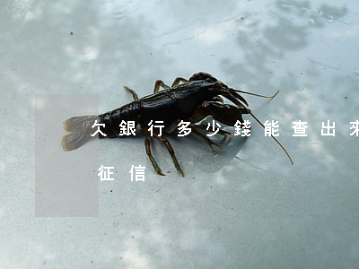 欠銀行多少錢能查出來(欠銀行多少錢會影響征信)