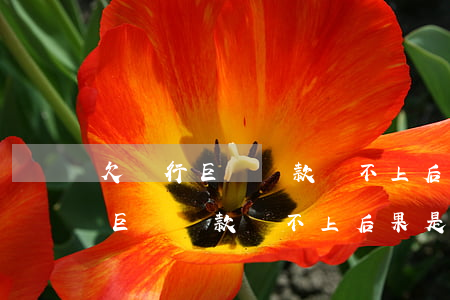 欠銀行巨額貸款還不上后果是什么-欠銀行巨額貸款還不上后果是什么呢