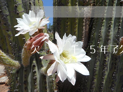 欠銀行幾千塊5年了(欠銀行幾千塊5年了)