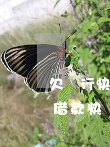 欠銀行快貸無力償還怎么辦浦發(fā)(沒借款快貸為什么催還款)