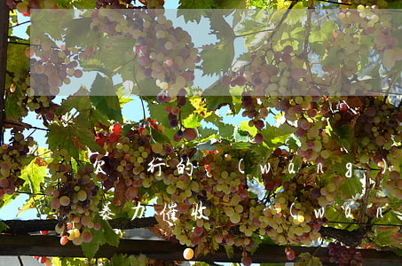 欠銀行的網(wǎng)貸會(huì)被暴力催收嗎(網(wǎng)貸逾期會(huì)被暴力催收嗎)