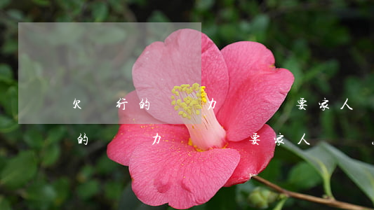 欠銀行的錢無力償還會要家人還嗎-欠銀行的錢無力償還會要家人還嗎怎么辦