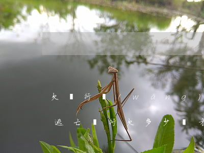 欠銀行網(wǎng)貸十萬(wàn)錢逃亡(銀行欠多少錢才會(huì)被列為網(wǎng)逃)
