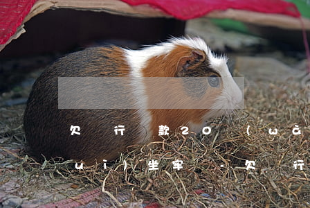 欠銀行貸款20萬(wàn)還不上會(huì)坐牢嗎-欠銀行貸款20萬(wàn)還不上會(huì)坐牢嗎知乎
