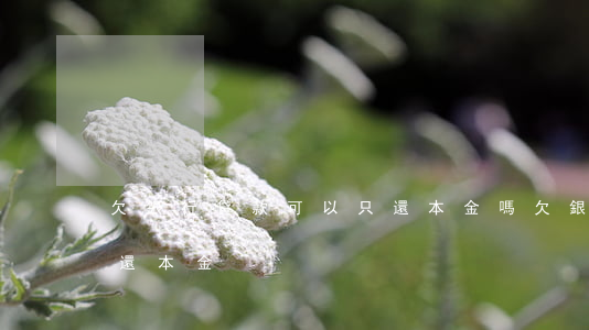 欠銀行貸款可以只還本金嗎（欠銀行錢能否只還本金）
